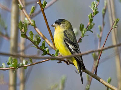 Photo of Lesser Goldfinch on twigs