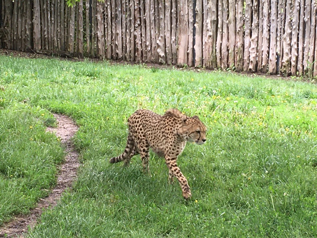 The Zoo Review Zoo Review Sunset Zoo