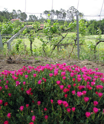 Plantação de uvas e flores cor de rosa