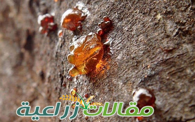 أسباب التصمغ واعراضه وطرق الوقاية وعلاجه La Gommose - مقالات زراعية