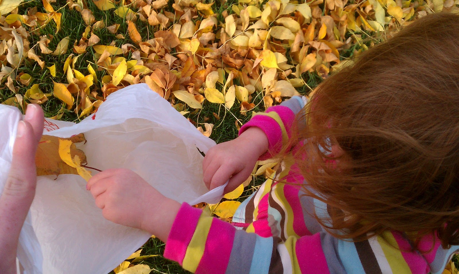 It's a Long Story Day 16 Red Leaf, Yellow Leaf