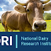 SRF Recruitment in National Dairy Research Institute