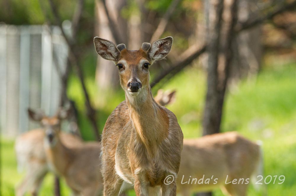 Linda's Lens Critters of South Dakota