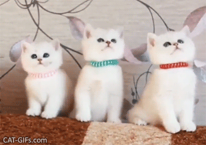 27+ Kitten Animated Cute Cat Gif PNG