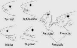 Saluran pencernaan ikan terdiri atas mulut kerongkongan lambung usus dan