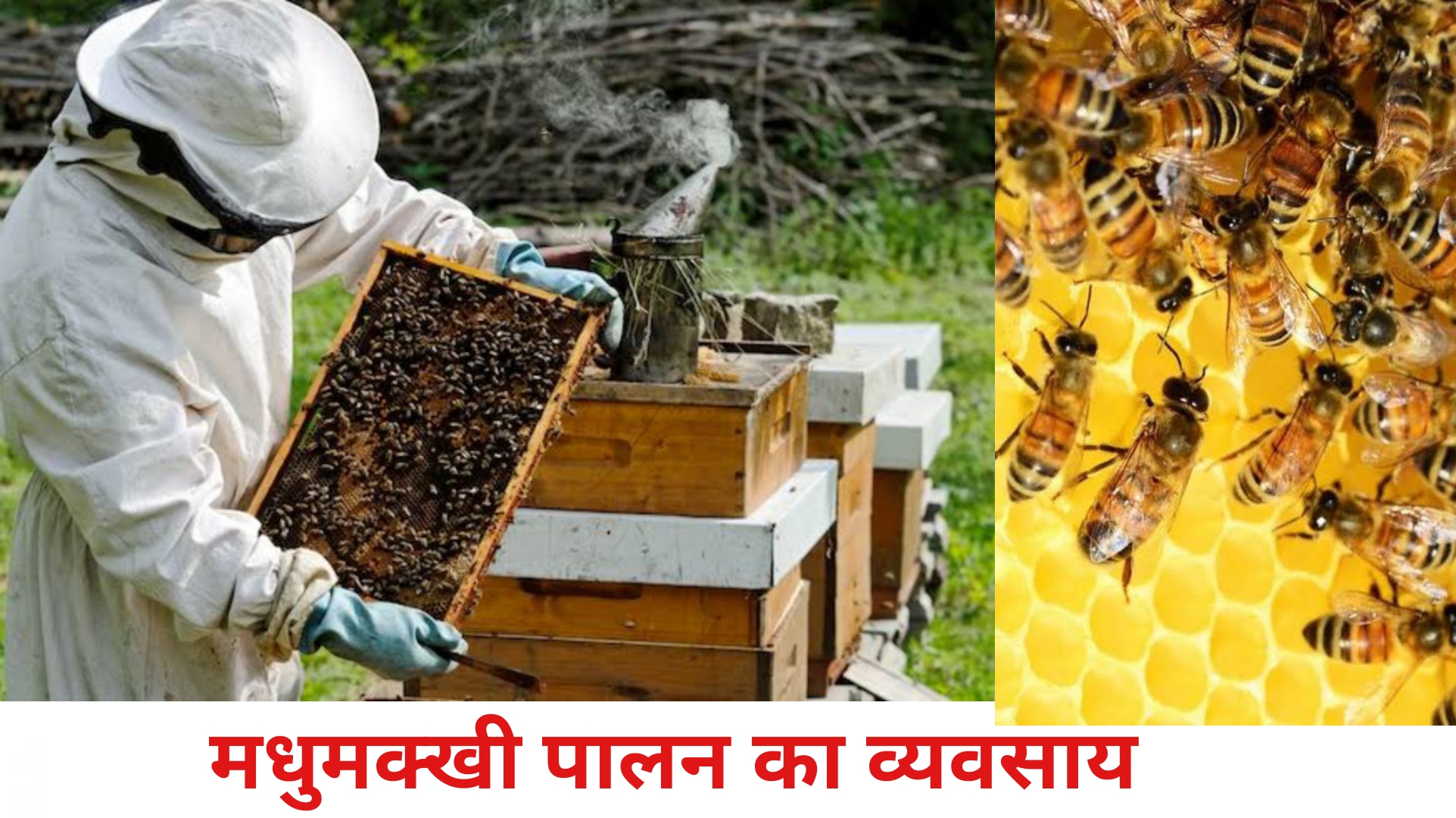 bee farming business plan in pakistan