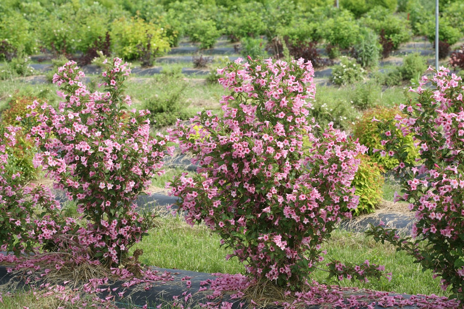 Summer Bloomers For The Forgotten Month Vander Giessen Nursery Inc