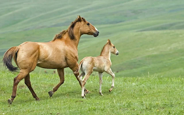 Bruin paard met veulen in het weiland
