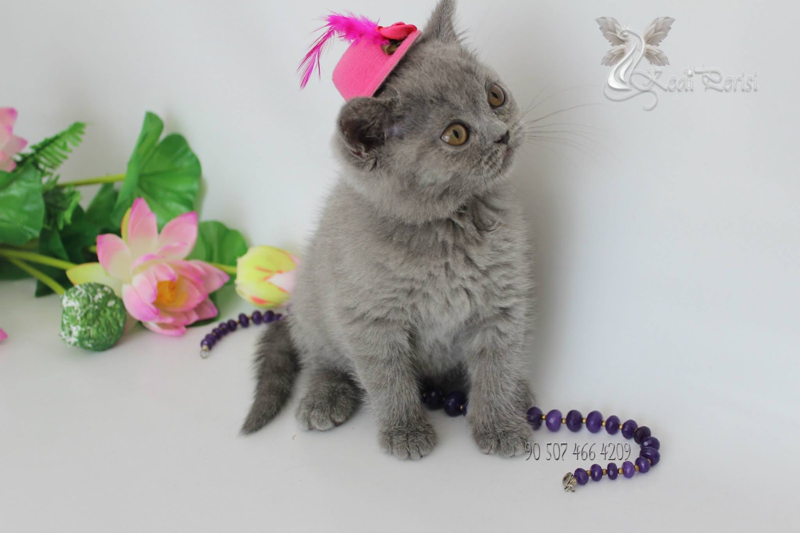 British Shorthair & Scottish Fold kedi yavrusu British Shorthair