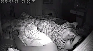 Cámara oculta nocturna revela lo que hace este gato de noche con su dueño