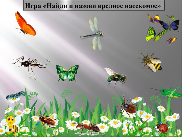 Ознакомление с окружающим миром тема насекомые. Насекомые старшая группа. Мир насекомых для детей старшей группы. Игра насекомые для детей. Насекомые средняя группа.