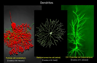 A learner's notebook.: Neuron: Axon, Dendrite, and Synapse
