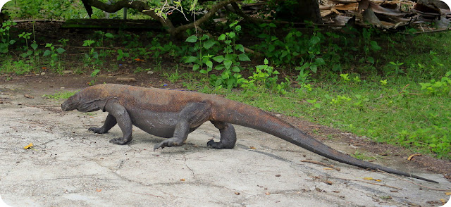 Komodo di Pulau Komodo Komodo di Pulau Komodo