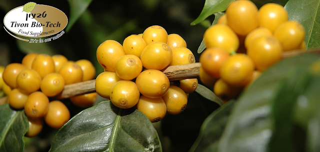 שיח קפה צהוב