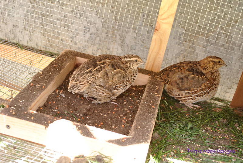 How and Why to Raise Coturnix Quail for Meat Proverbs 31 Homestead