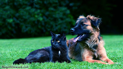 berger allemand avec un chat noir