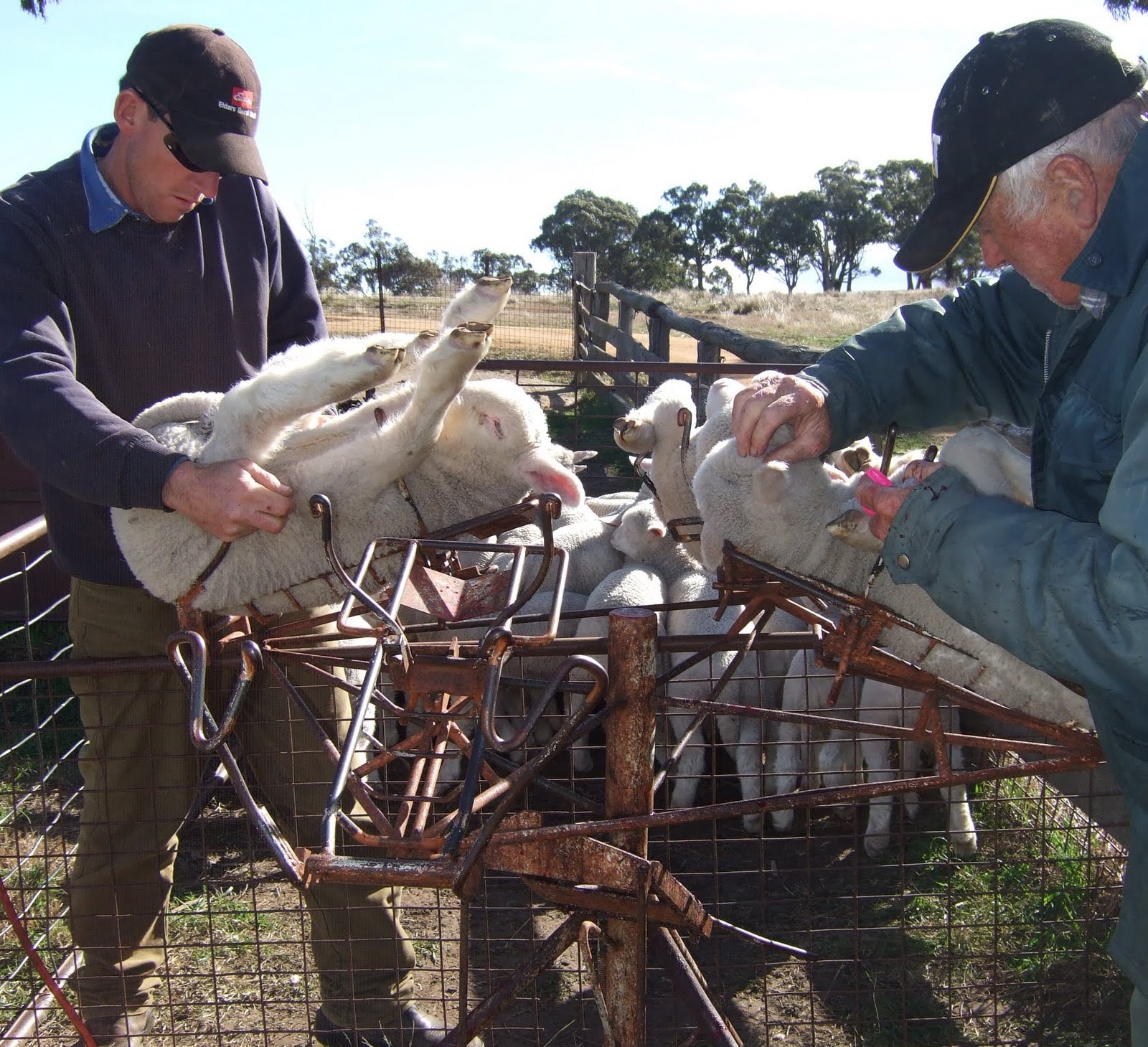 K T 's Farm Life Lamb Marking