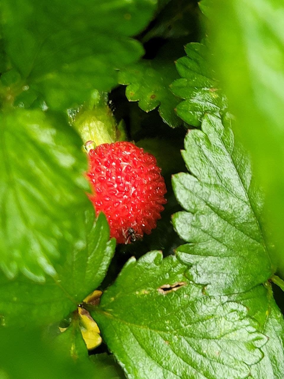 Peace, Love, Freedom and Nature Raining Snake Strawberry