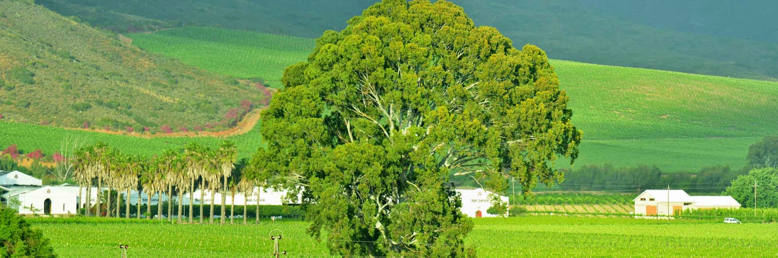 . Excelsior Wine Estate, Robertson