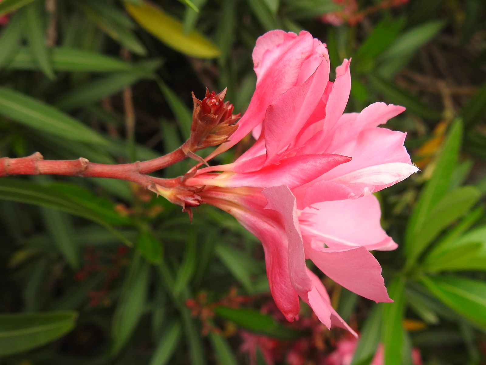 Peter S Blog 夾竹桃