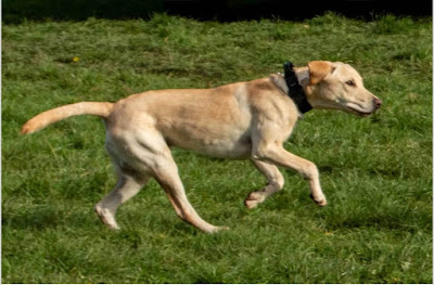 things dogs love pomeranian labrador doberman border collie puppy  cane corso