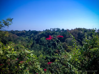 Natural Hilly Landscape Of Farm Fields With Wild Flower Plants And Shrub In The Blue Sky At The Village Ringdikit North Bali Indonesia