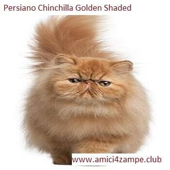 https://www.amici4zampe.club/2020/04/persiano-chinchilla-colori-prezzo.html