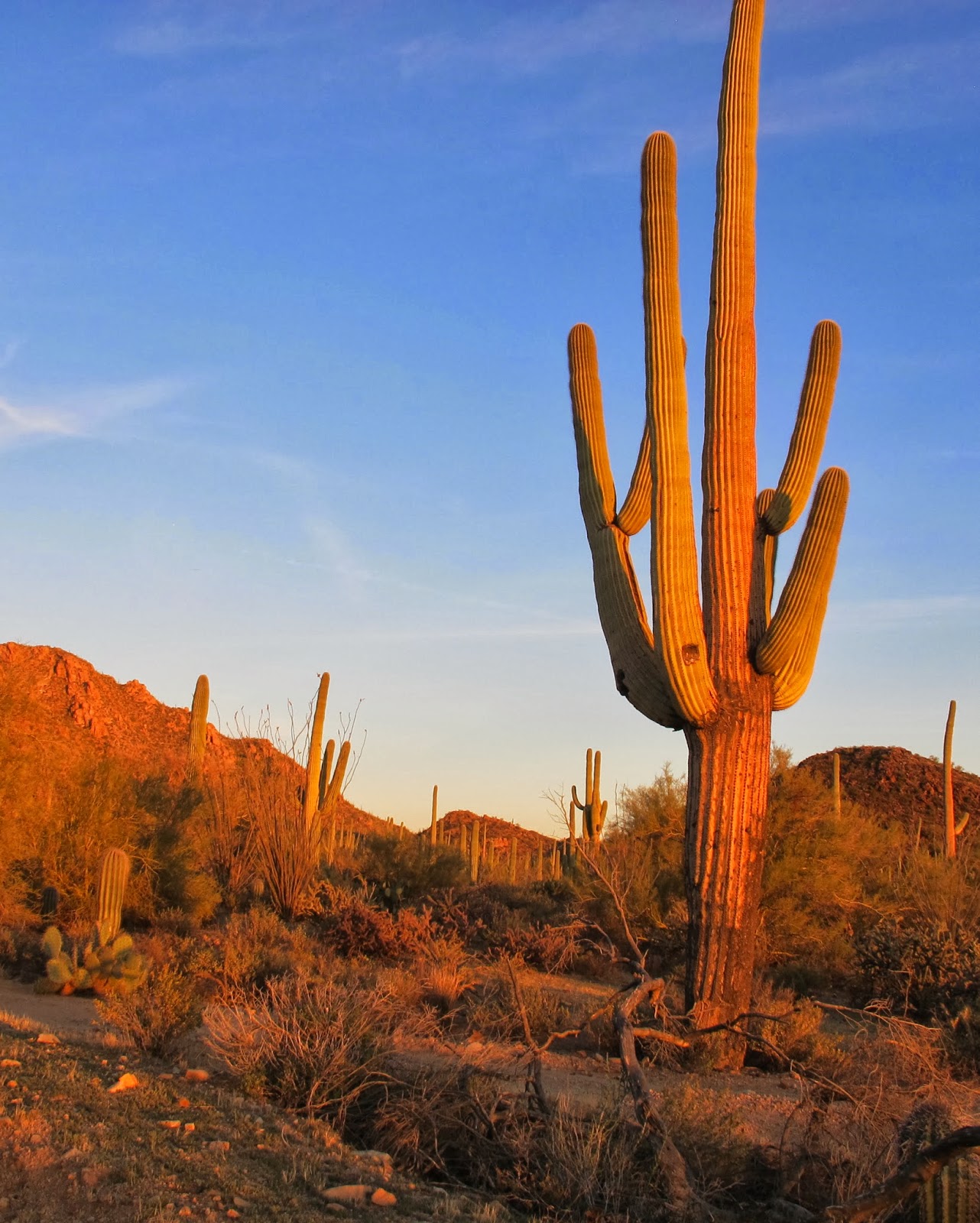 Saguaros stand tall in National Park in Arizona – Dan330