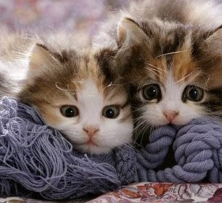 rusty spotted cat baby