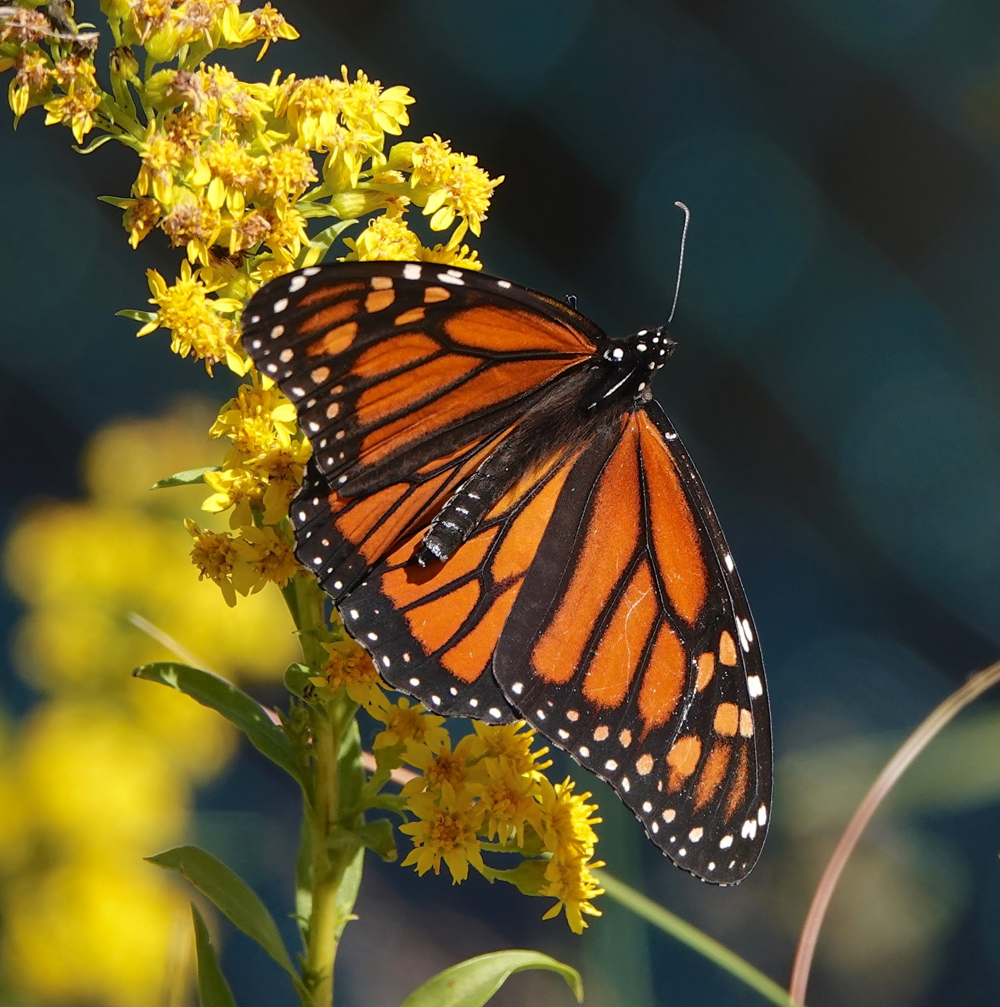 Cape May Monarch Monitoring Project