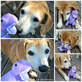 senior hound mix dog with purple dinosaur toy