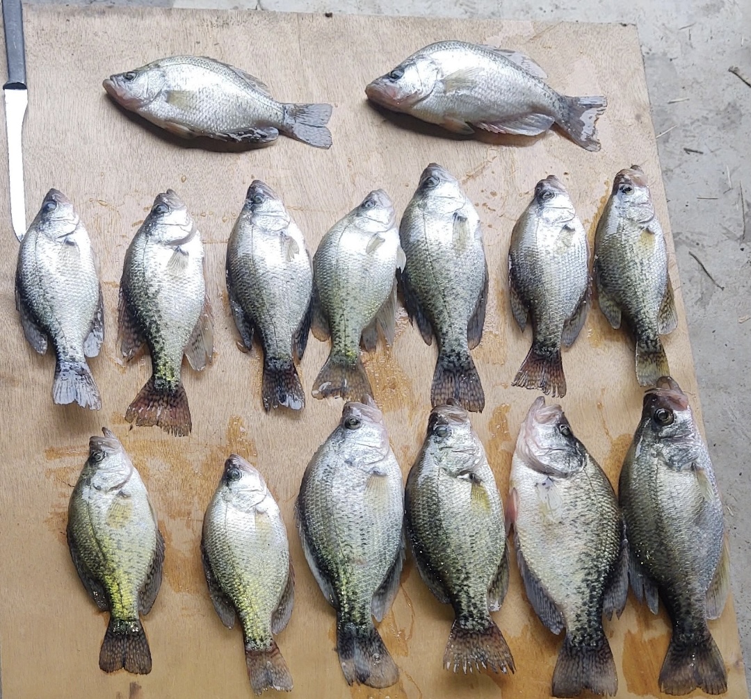 Striper Report Lake Anna catches 3/29 & 30 Jim Hemby Guide Service