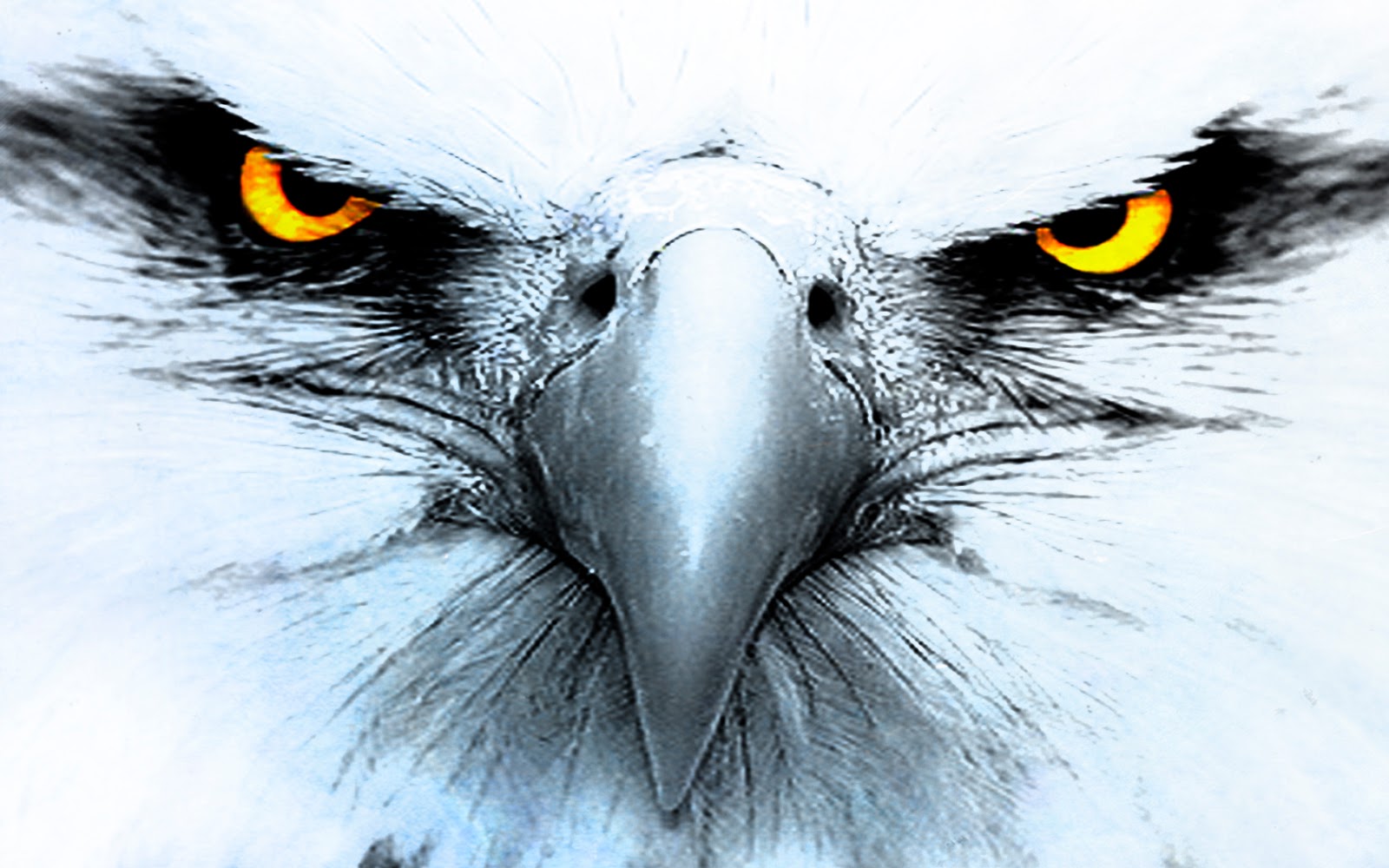 Eagle Bird Full HD 1080p Wallpapers Images And Photos Free ...