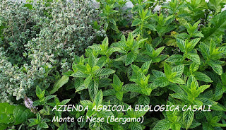 menta