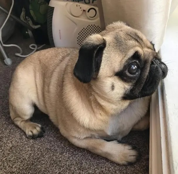 16 Photos That Prove Pugs Are The Most Terrible Dogs On Earth Dog Red