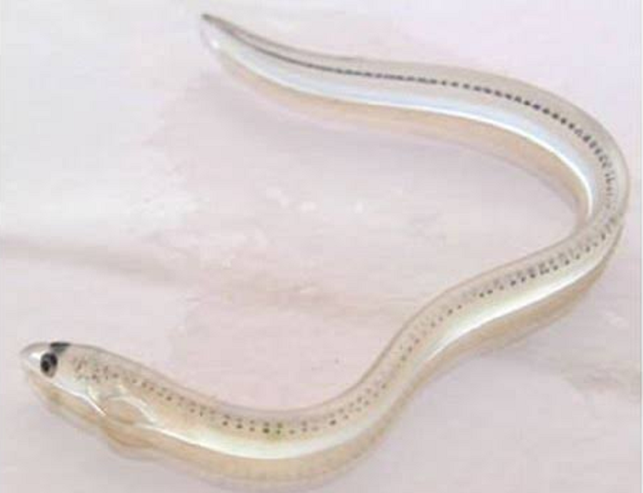 Bibit Sidat Glass Eel Bicolor 1 Kg Ikan Sidat (Eel)