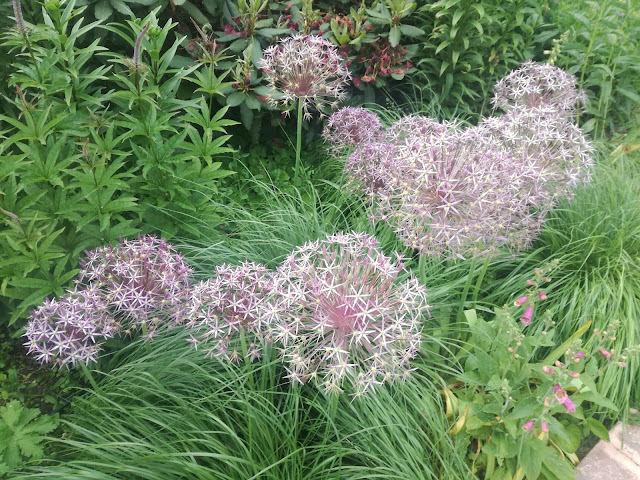 allium Christophii