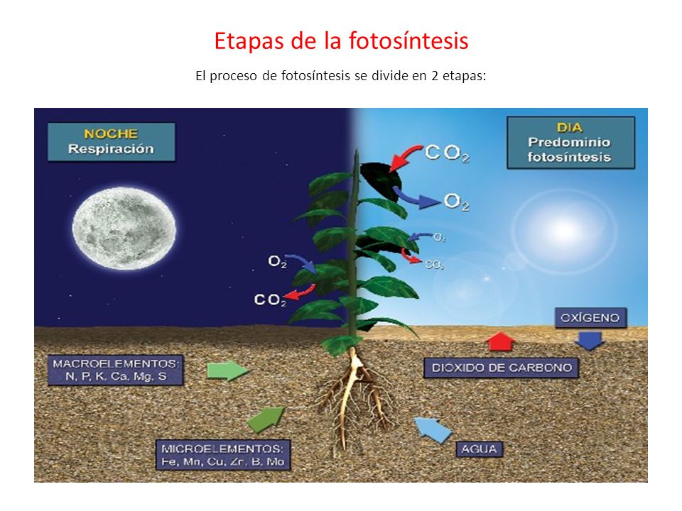 THE AMAZING BIOLOGY WORLD EL ASOMBROSO MUNDO DE LA FOTOSÍNTESIS THE AMAZING BIOLOGY WORLD EL ASOMBROSO MUNDO DE LA FOTOSÍNTESIS