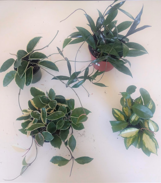 The Plant Hunter The Golden Age Of Plants And Technology