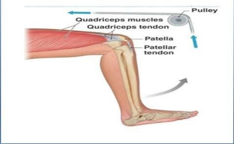 Sartorius | Thigh muscles