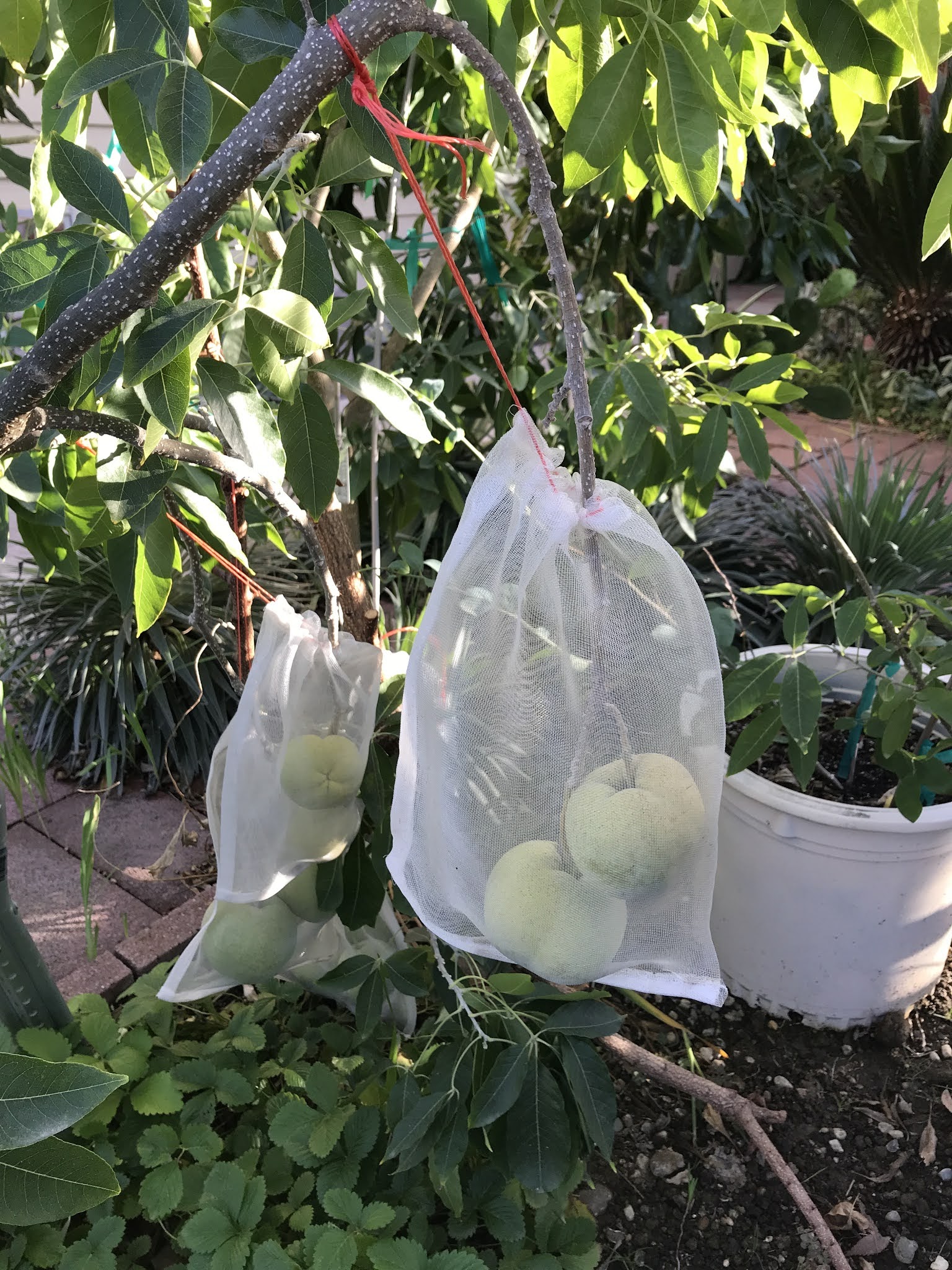 Gardening White sapote cv. Vernon