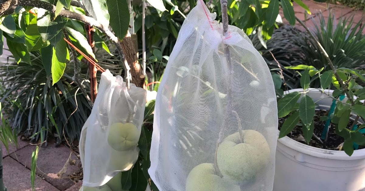 Gardening White sapote cv. Vernon