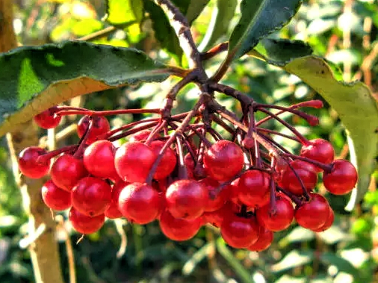 LovelyWankoblog 12月28日の誕生花 LovelyWankoblog 12月28日の誕生花