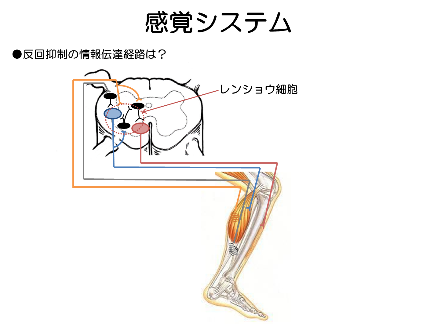 レンショウ細胞, ia 群求心性線維 – POGOOA
