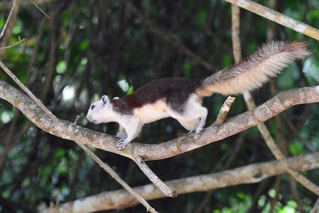 Callosciurus finlaysonii Callosciurus finlaysonii