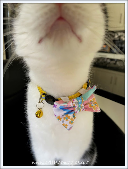 Cat booping camera, cute tabby, bowtie cat