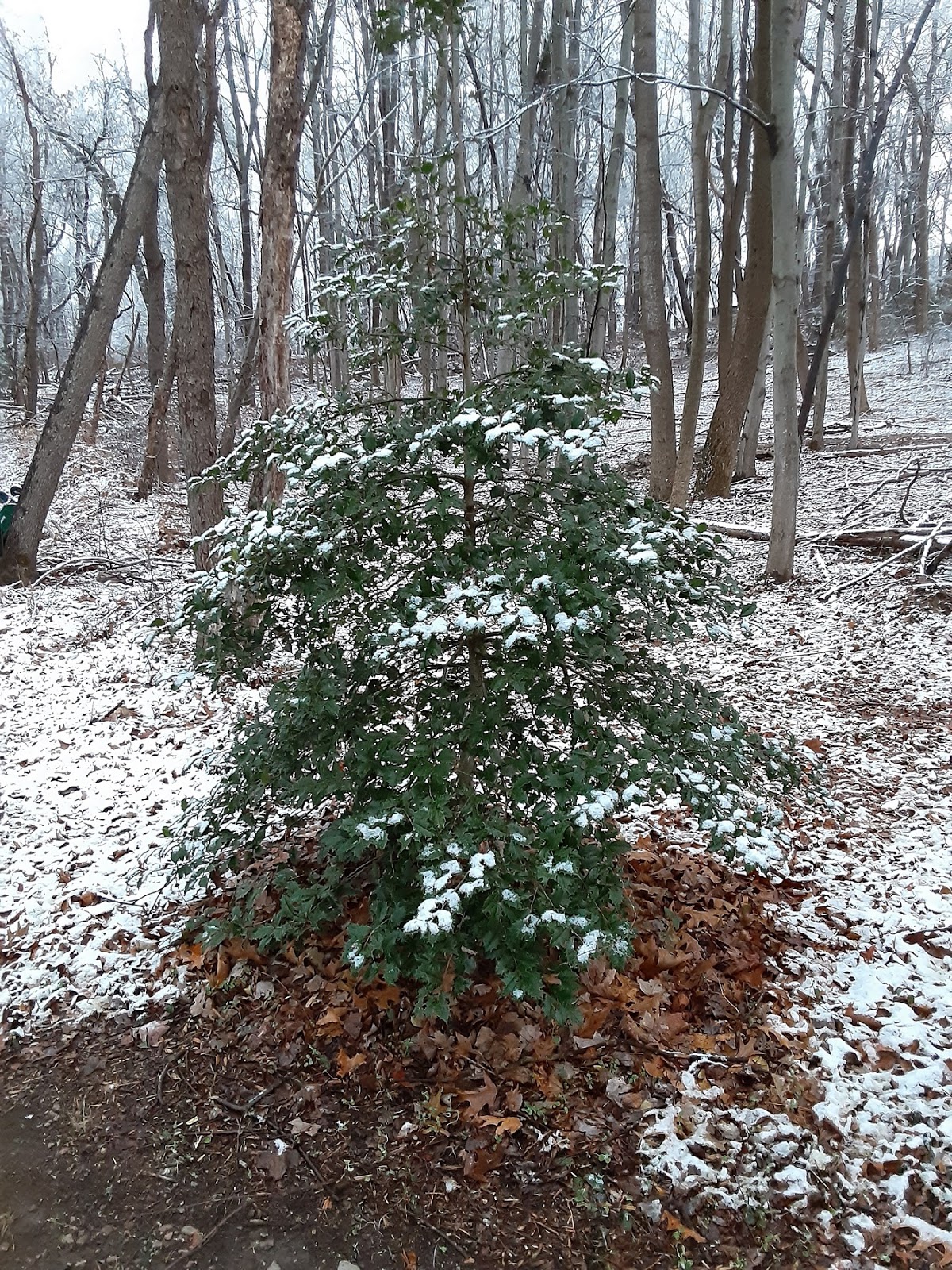 The Hideaway Holly Tree Manor