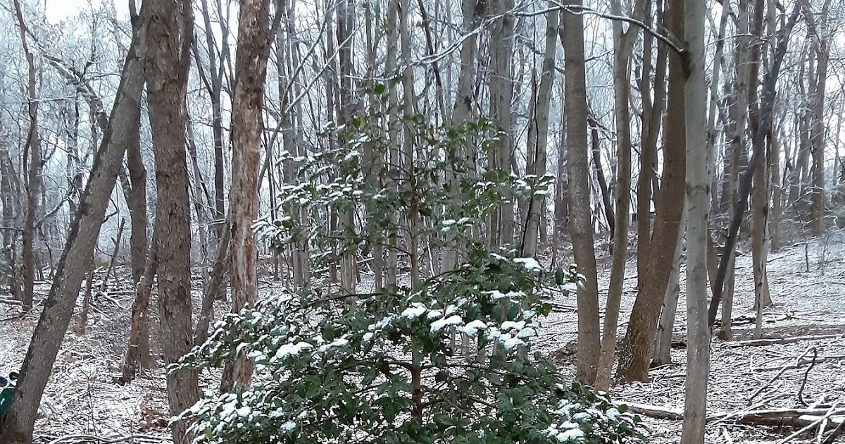 The Hideaway Holly Tree Manor