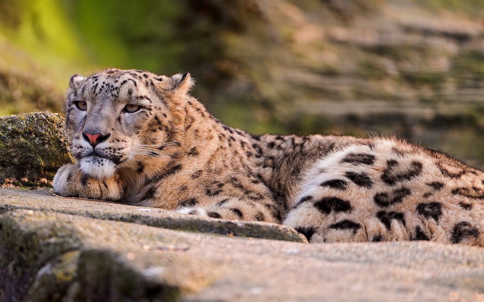 Funny pictures: Snow leopard wallpaper- Os x snow leopard download