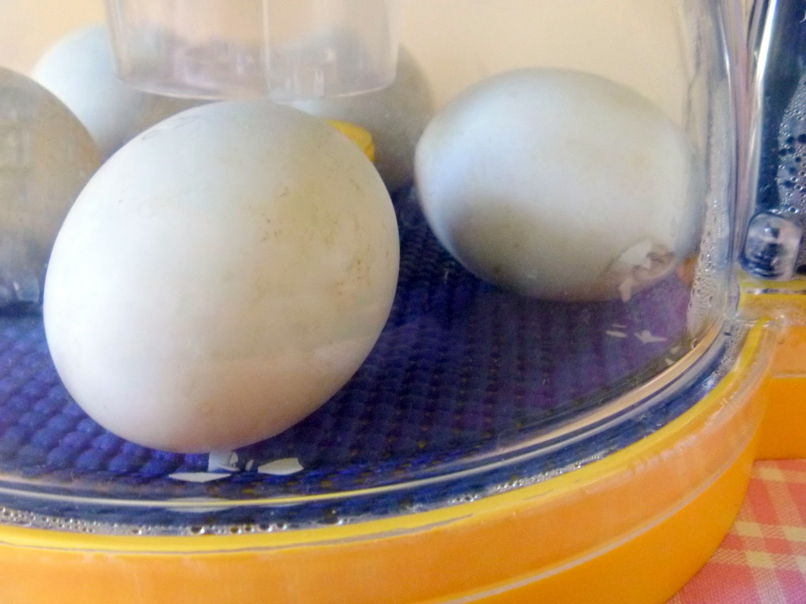 The Beginners Guide to Hatching Duck Eggs [with egg candling photos